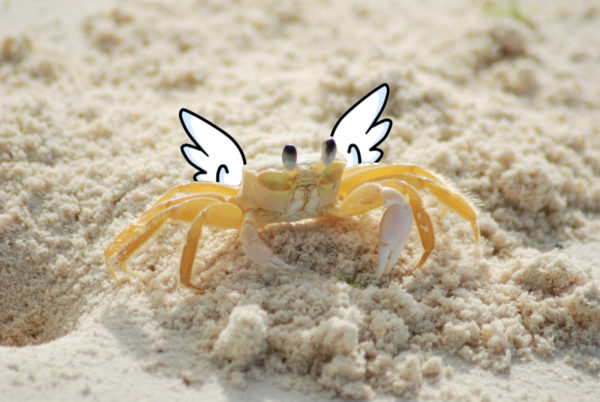 CrabbyBird #0 Pierwsza przygoda z Rustem i Godotem