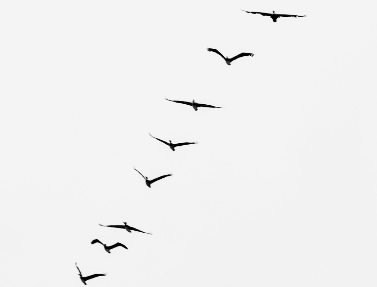 CrabbyBird #1 O tym, jak animować postać gracza